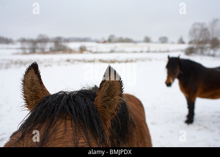 La Scandinavie, la Suède, Vastergotland, deux chevaux debout dans la neige Banque D'Images