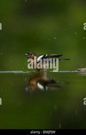 L'Europe, la Hongrie, l'avis de chaffinch bird, close-up Banque D'Images