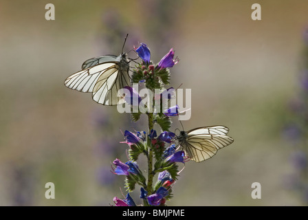 La Scandinavie, la Suède, l'Oland, noir-blanc veiné Butterfly sitting on flower, close-up Banque D'Images