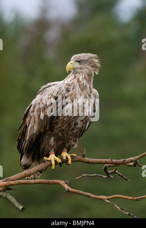 La Scandinavie, Suède, Pays-Bas, blanc queue blanche perching on branch, close-up Banque D'Images