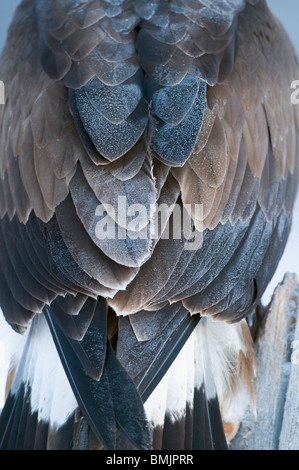 La Scandinavie, la Suède, l'Allemagne, vue de l'aigle doré plumes, close-up Banque D'Images