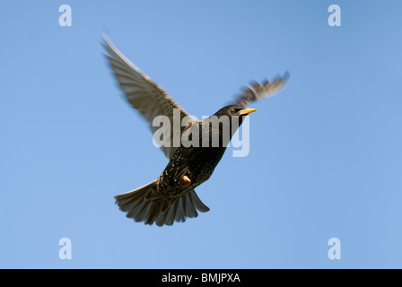 La Scandinavie, la Suède, l'Oland, Starling oiseaux flying in sky Banque D'Images