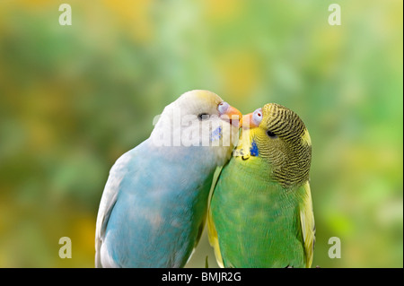 Deux perruches - smooching / Melopsittacus undulatus Banque D'Images