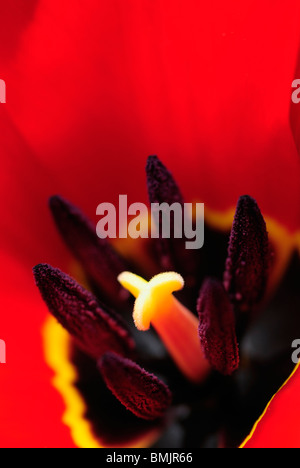 La Scandinavie, la Suède, Vastergotland, Molndal, Détail de la fleur de tulipe (differential focus) Banque D'Images