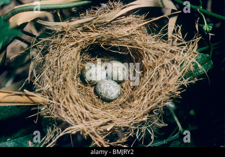 Marsh warbler : nid avec trois oeufs / Acrocephalus palustris Banque D'Images