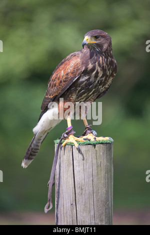 Un faucon ou Harris Harris Parabuteo unicinctus (Hawk) assis sur un poteau de clôture lors d'une démonstration de fauconnerie en Angleterre Banque D'Images