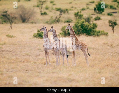 Girafe Masai - trois oursons debout / Giraffa camelopardalis tippelskirchi Banque D'Images