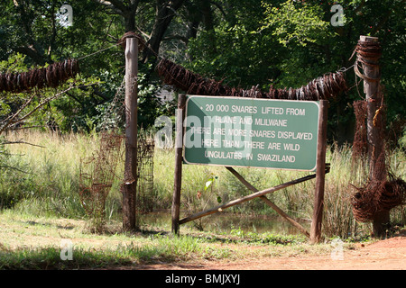 Les braconniers 20 000 pièges trouvés à Mlilwane Wildlife Sanctuary, le Swaziland. Banque D'Images