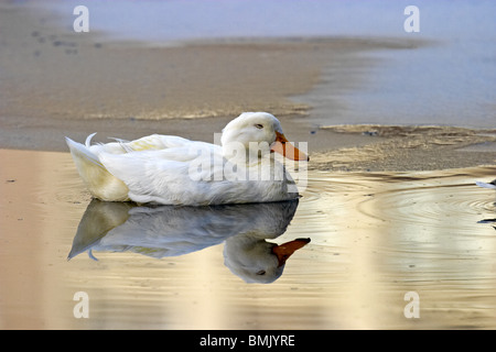 Le canard de Pékin dans l'eau glacée au coucher du soleil Banque D'Images