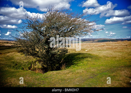 Arbre généalogique exposée au vent à Dartmoor, dans le Devon, Angleterre. Banque D'Images