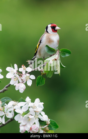 Chardonneret, Carduelis carduelis, seul oiseau sur blossom, Midlands, Mai 2010 Banque D'Images