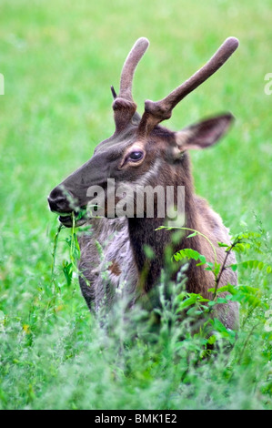 Wapiti Banque D'Images