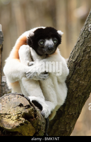 Un mignon sifaka couronné (Propithecus coronatus) dans un arbre Banque D'Images