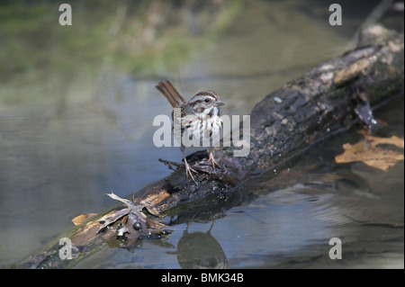 Bruant chanteur perché sur une branche en partie submergé Banque D'Images