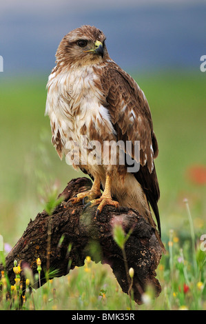 La première avec Buzzard lumières dans les plaines de l'Espagne au cours du printemps. Banque D'Images