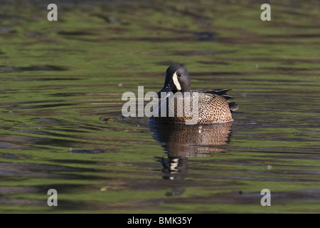 Mâle adulte, les Sarcelles à ailes bleues flottant sur l'eau calme Banque D'Images