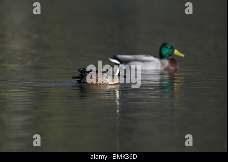 Mâle adulte, les Sarcelles à ailes bleues piscine à côté d'un homme adulte Mallard Banque D'Images