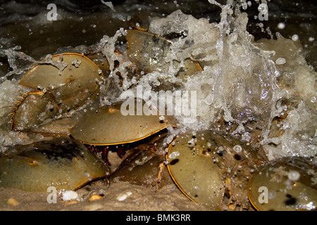 Limule (Limulus polyphemus) frai sur les plages du Delaware. Également connu sous le nom de casque de crabes. Banque D'Images