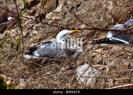 Poulet de la Mouette Banque D'Images