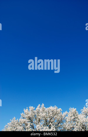 Crap Apple Blossom. Haut de blooming tree against blue sky Banque D'Images