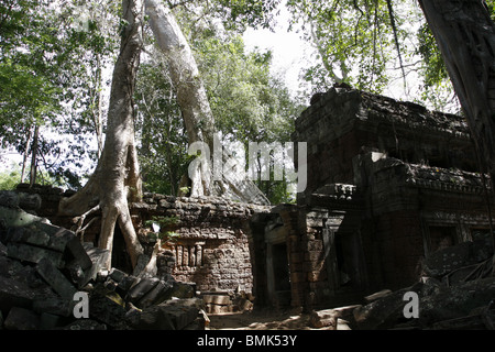 L'un des strangler fig pour lequel le temple de Ta Prohm à Angkor est célèbre. Banque D'Images