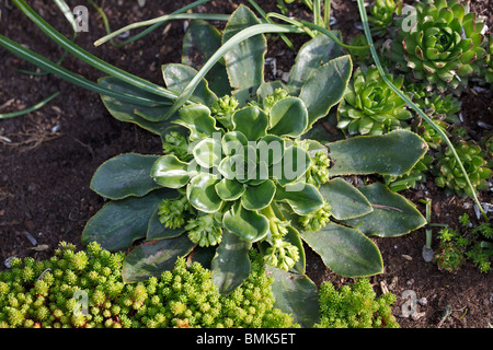 Cliff Maids, Broklewisia (Lewisia cotyledon) Banque D'Images