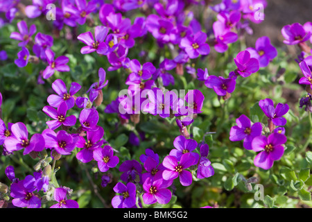 ' Lilac' Rockcress, Småblommig aubrietia (Aubrieta deltoidea) Banque D'Images