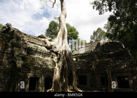 L'un des strangler fig pour lequel le temple de Ta Prohm à Angkor est célèbre. Banque D'Images