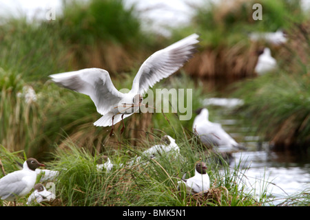 Black-Headed gull à la Grosse Russweiher, Bavière. Il s'agit d'une colonie de goélands. La mouette transporte le matériel du nid Banque D'Images