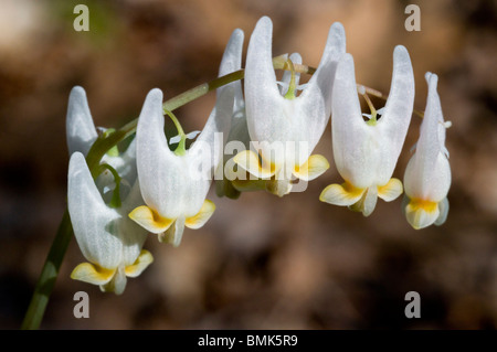 Dicentre à capuchon - Dicentra cucullaria Banque D'Images