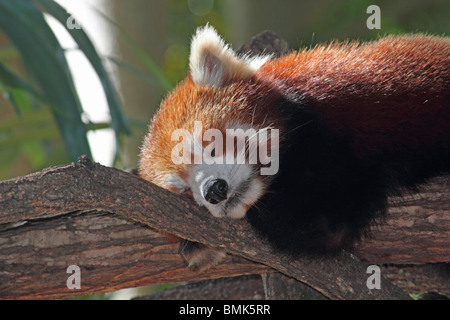 Ours PANDA ROUGE DORMIR DANS UN ARBRE BDB HORIZONTALE Banque D'Images