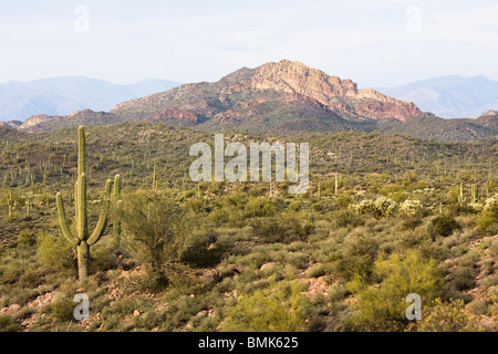 Cactus Saguaro à Superstition Mountains, près de Apache Junction, Arizona. Banque D'Images