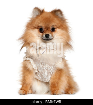 Spitz allemand habillé de dentelle, 15 years old, in front of white background Banque D'Images