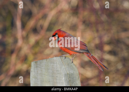 Le Cardinal rouge mâle adulte perché sur un poteau de clôture Banque D'Images