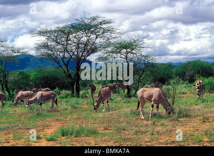 Afrique, Kenya, Samburu National Reserve. Troupeau d'oryx de beisa (Oryx beisa) Banque D'Images