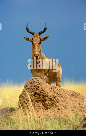 Topi, Damaliscus korrigum. garde sur termitière, Masai Mara, Kenya, Afrique Banque D'Images