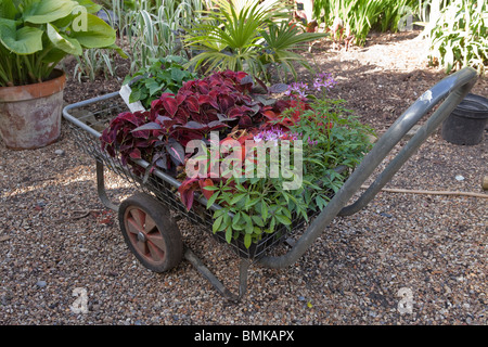 Une brouette pleine de tendres plantes à massifs à la plantation dans le jardin d'été Banque D'Images