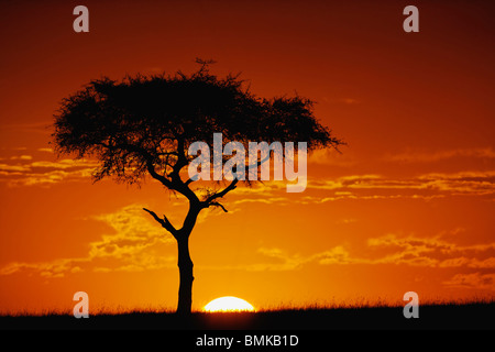 Umbrella Thorn Acacia, Acacia tortilis, silhouetté au lever du soleil, Masai Mara, Kenya, Afrique Banque D'Images