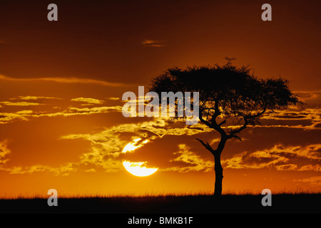 Umbrella Thorn Acacia, Acacia tortilis, silhouetté au lever du soleil, Masai Mara, Kenya, Afrique Banque D'Images