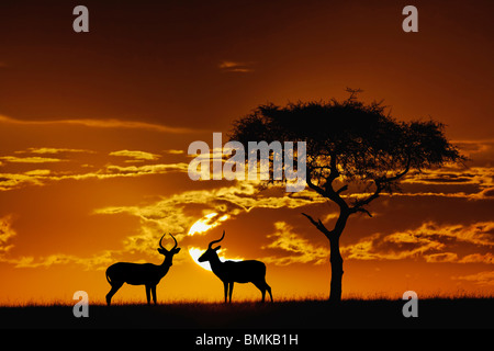 Umbrella Thorn Acacia, Acacia tortilis, et deux hommes, Impala Aepyceros melampus silhouetté au lever du soleil, Banque D'Images
