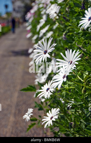 Gros plan du cape blanc fleurs pâquerettes fleurs fleurs ostéospermum Madère Portugal UE Europe Banque D'Images