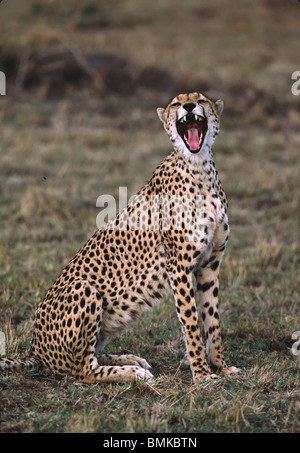 Afrique,Kenya,Massai Mara. Le Guépard (Acinonyx jubatus) Le bâillement. Banque D'Images