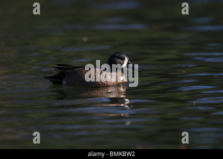 Mâle adulte, les Sarcelles à ailes bleues flottant sur l'eau calme au coucher du soleil Banque D'Images