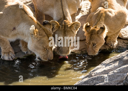 Les Lions africains, Panthera leo, prendre un verre dans un étang dans le Masai Mara au Kenya, GR. Banque D'Images