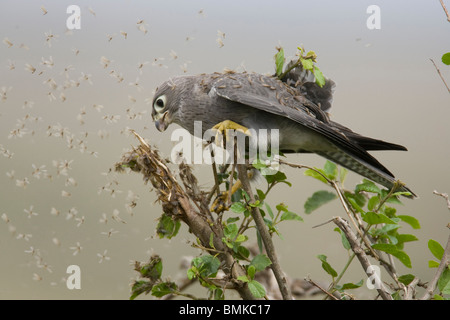 Kestrel Falco ardosiaceus Grey, perché, et de manger les termites comme ils volent hors de la branche d'un arbre dans le Masai Mara, Kenya. Banque D'Images