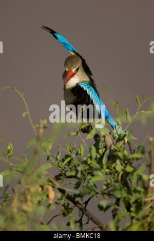 Martin-pêcheur à tête grise, Halcyon leucocephala dans une parade nuptiale, Masai Mara, Kenya, Afrique, GR. Banque D'Images