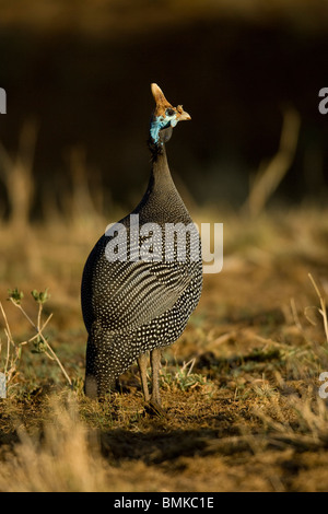 Pintade de Numidie, Numida meleagris, marchant dans le Masai Mara, Kenya savane. Banque D'Images