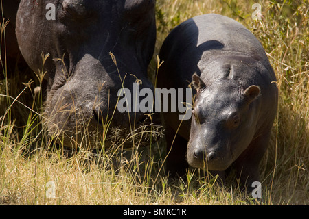 Hippopotame, Hippopotamus amphibius, mère et son petit pâturage sur les plantes dans le Masai Mara au Kenya, GR. Banque D'Images