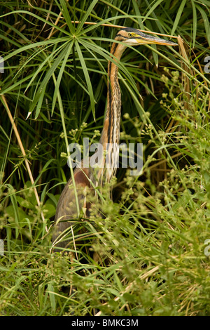 Héron pourpré Ardea purpurea, chasse dans les hautes herbes le long des rives du lac Nakuru, Kenya. Banque D'Images