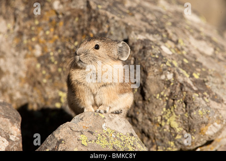 Pica d'Amérique, Ochotona princeps, assis parmi les roches dans le Yellowstone NP, USA. Banque D'Images